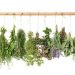 Discover which plants are effective against MRSA superbugs, according to studies