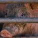 Factory farming is out of control in Iowa, devastating resources: Over 50 groups are demanding limits