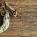 Magical medical mushrooms? Psychedelics have surprising health benefits, may be next big thing in treating addiction, depression