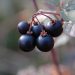 Solanum nigrum inhibits tumor growth proliferation