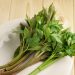 Boost cellular health with the immortality herb