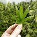 After marijuana became legal in Washington state, it saw a decline in use by teens