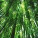 Leaves provide a window into the health of an ecosystem: Research confirms that they are sophisticated sensors of environmental health
