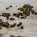 Food supply collapse? Over a third of the U.K.’s native bee and hoverfly species are dying out – here’s why it spells trouble for crops