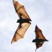 Scientists investigate the secret of bats’ longevity – can it be adapted to humans?
